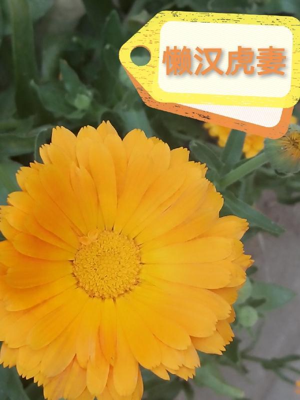 懒汉娶娇妻