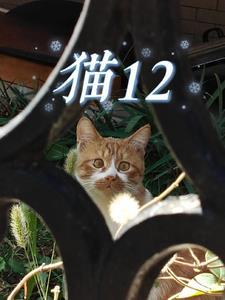 猫12岁突发尿量增多不食精神萎缩
