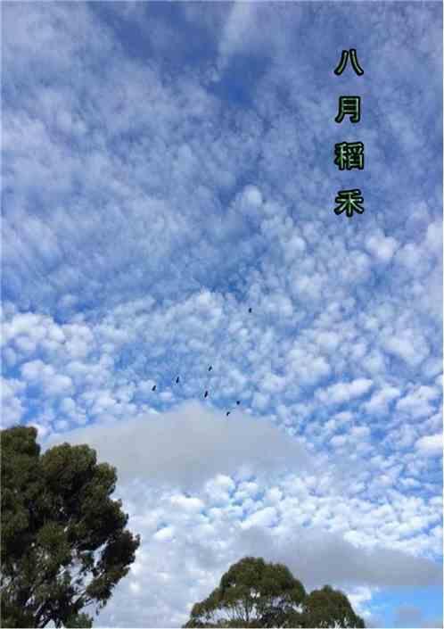 八月份的稻谷