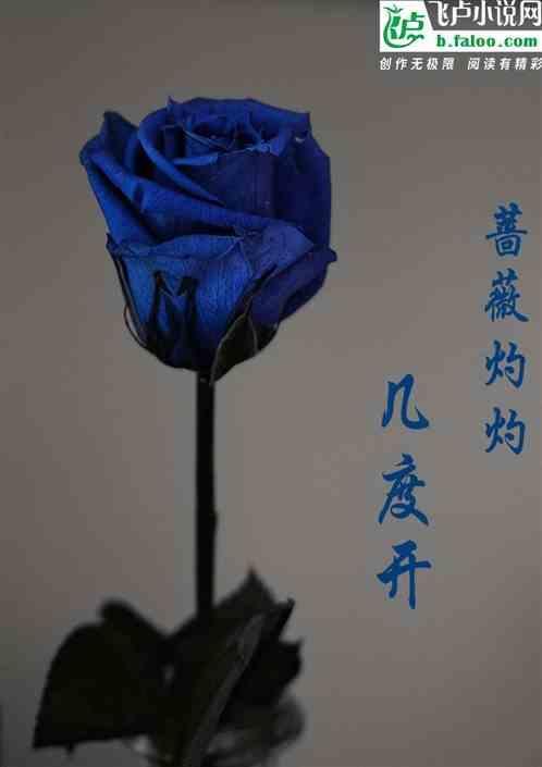 蔷薇辉